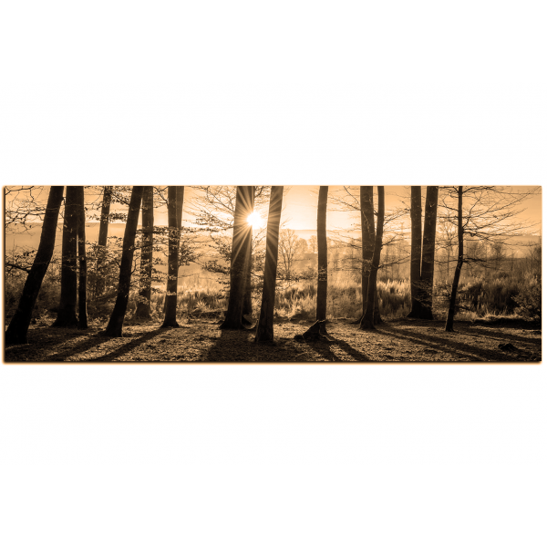Obraz na plátně - Podzimní ráno v lese - panoráma